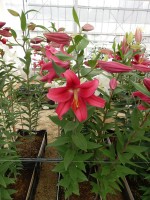 [5556 PO59 Merapi No01.JPG]